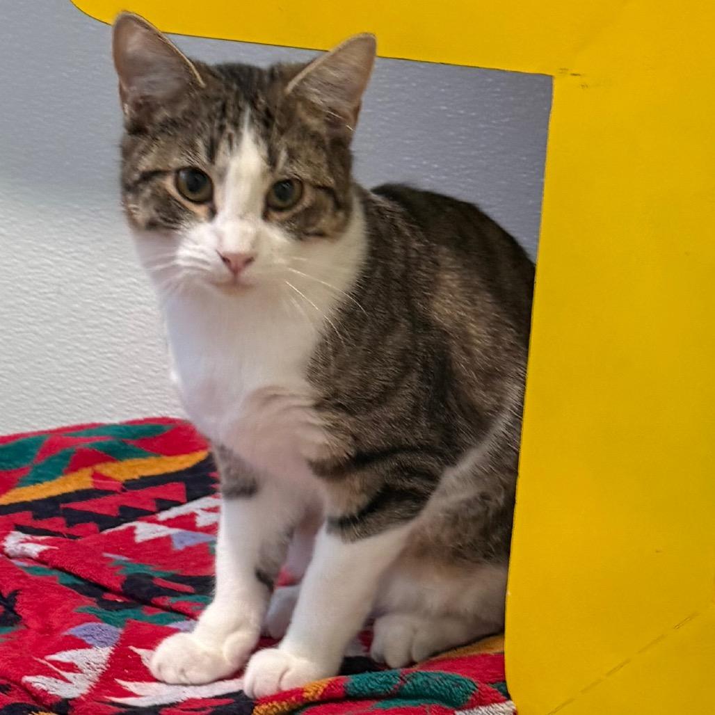 Enlarge Daniel, a Adoptable Domestic Short Hair in Cedaredge, CO image 5/6