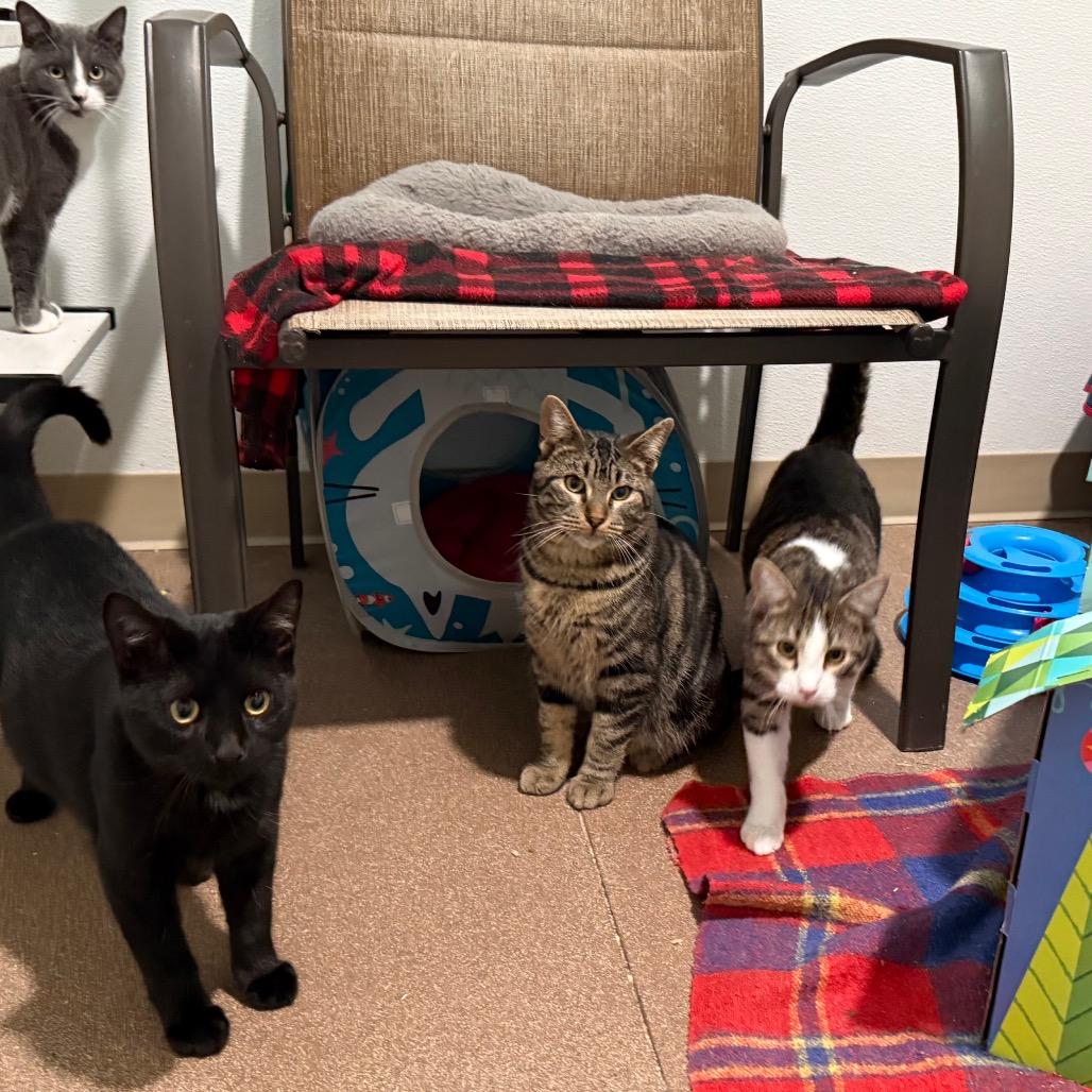 Enlarge Daniel, a Adoptable Domestic Short Hair in Cedaredge, CO image 6/6