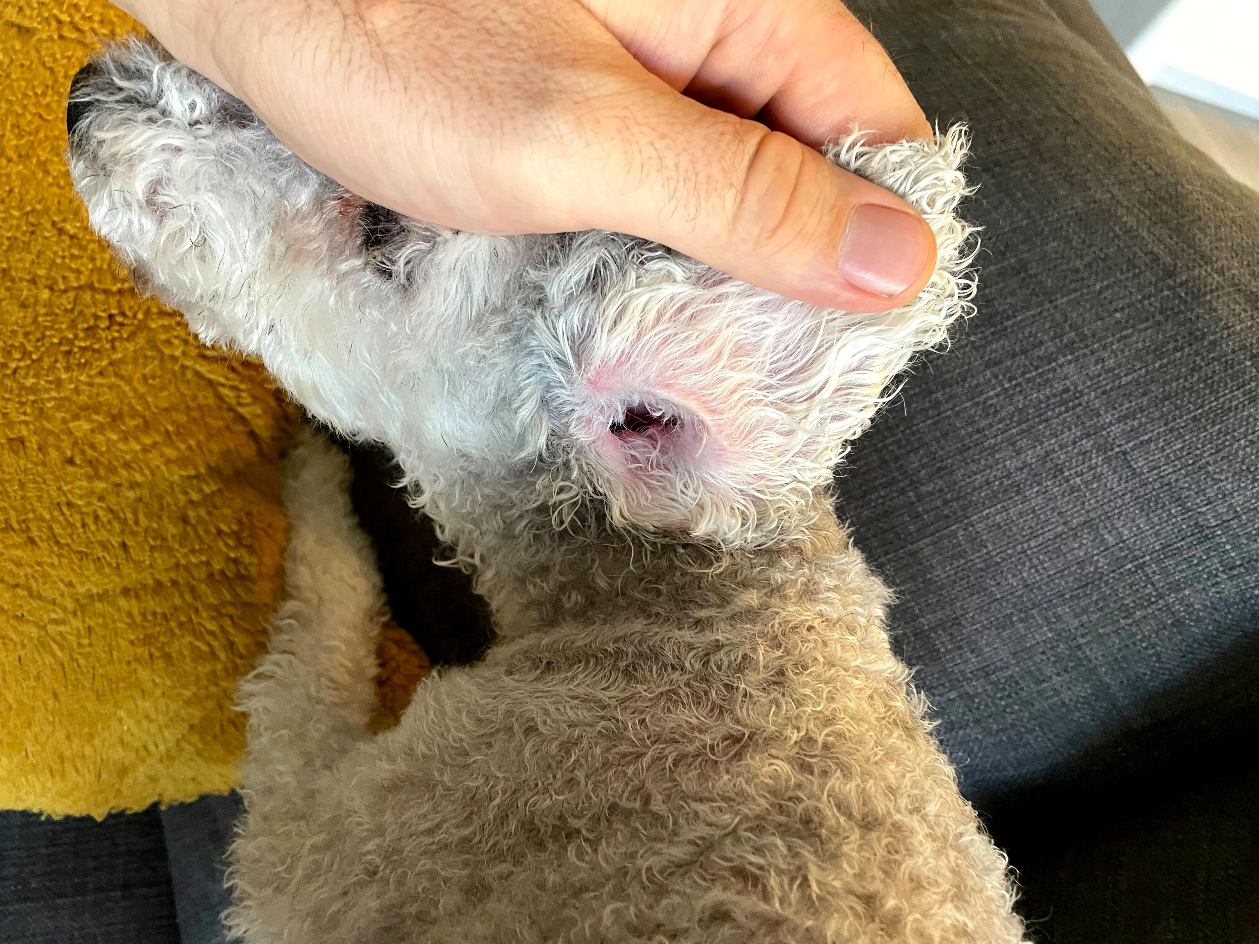 Dog for adoption Shyiphone 15 promyk, a Yorkie Poo & Smooth Collie