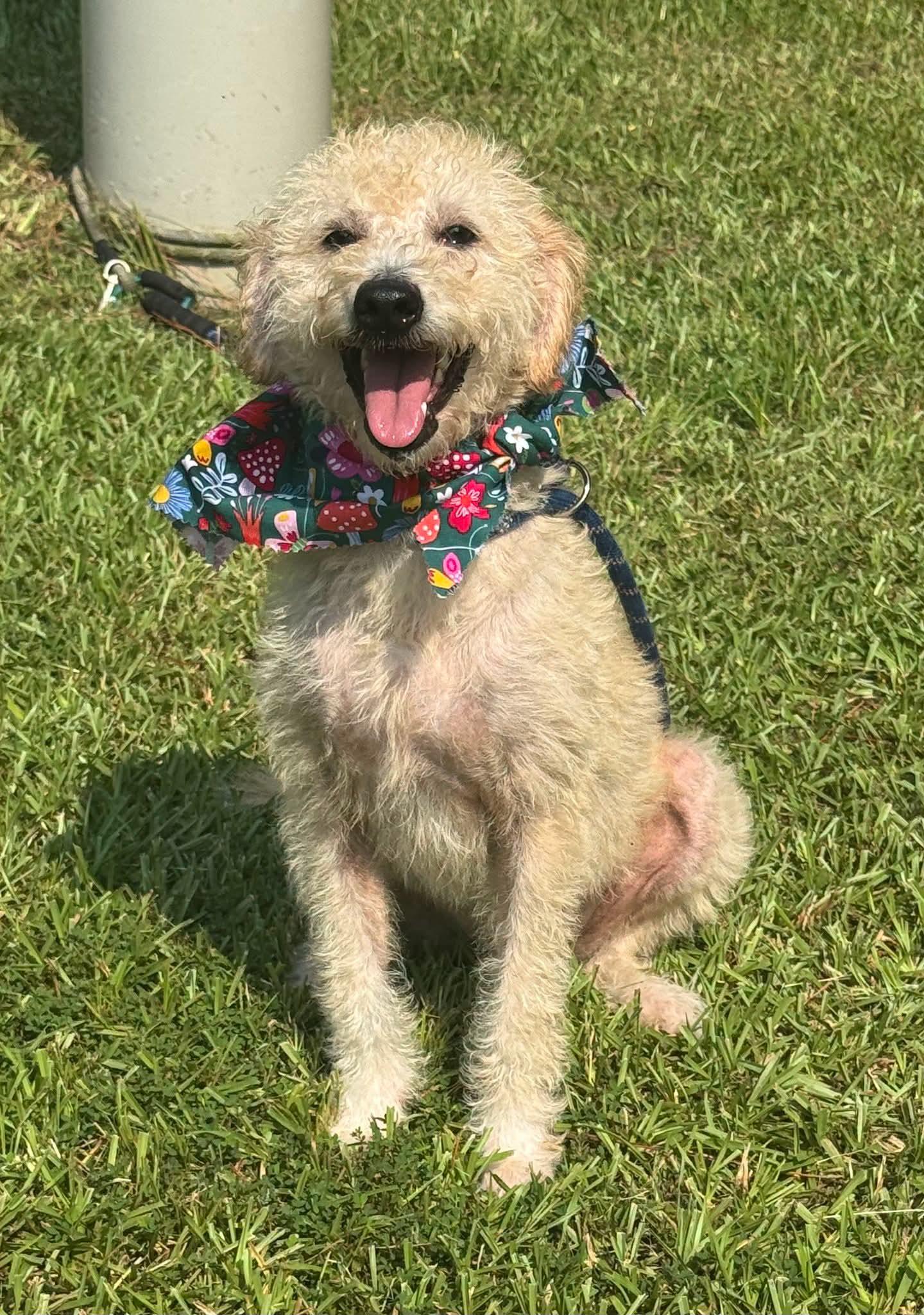 Sophie, adopted, Adult Female Terrier.