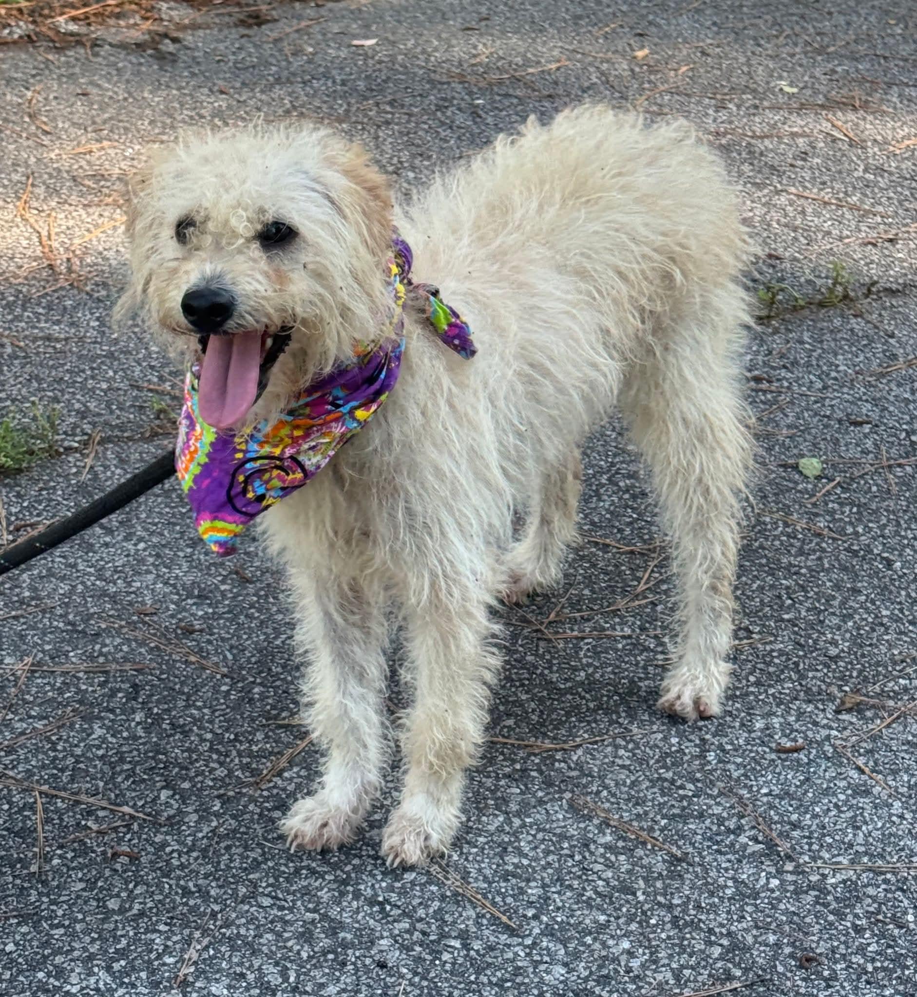 Sophie, ADOPTABLE, Adult Female Terrier.