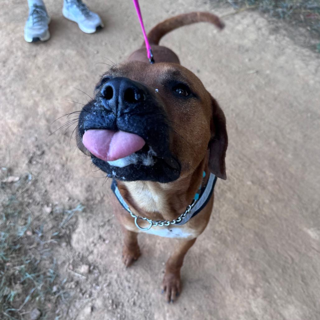 Tug, Adoptable, Adult Male Mixed Breed.
