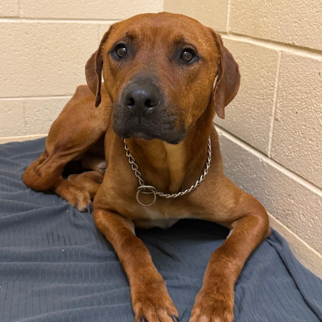 Tug, Adoptable, Adult Male Mixed Breed.