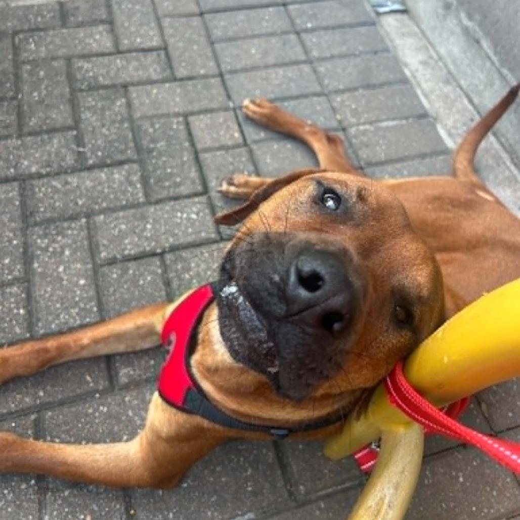 Enlarge Tug, a Adoptable Mixed Breed in Winston-Salem, NC image 2/4