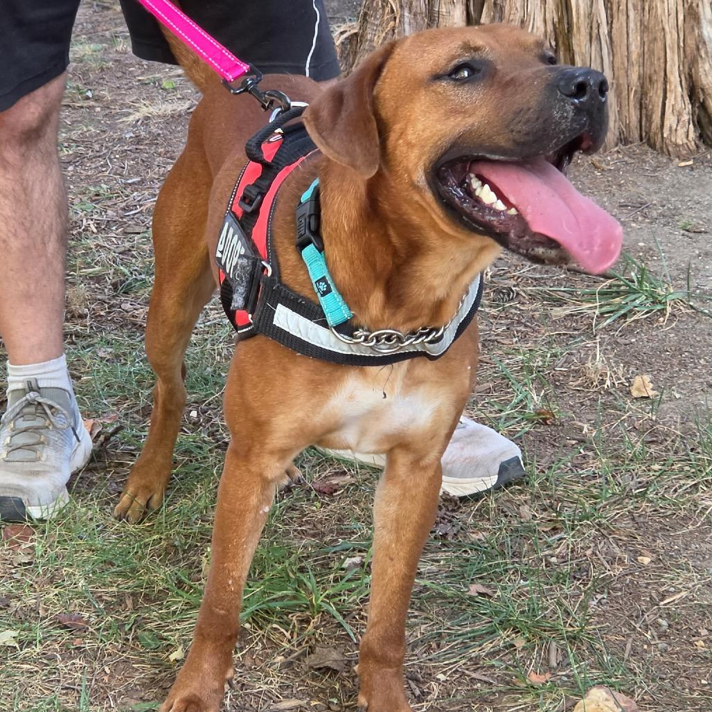 Enlarge Tug, a Adoptable Mixed Breed in Winston-Salem, NC image 5/6