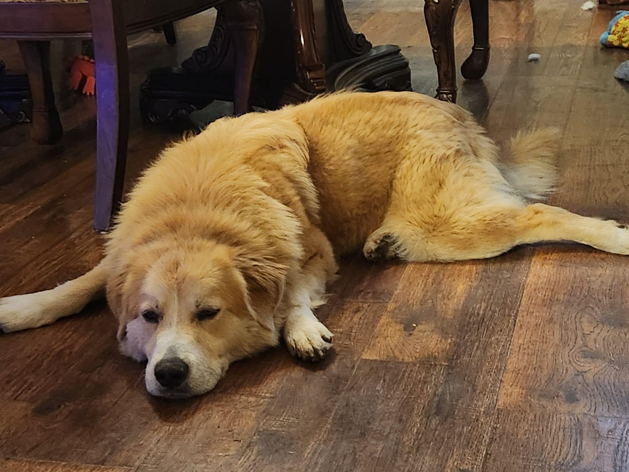 Enlarge Holly, a ADOPTABLE mixed breed in Centerville, TN image 5/5