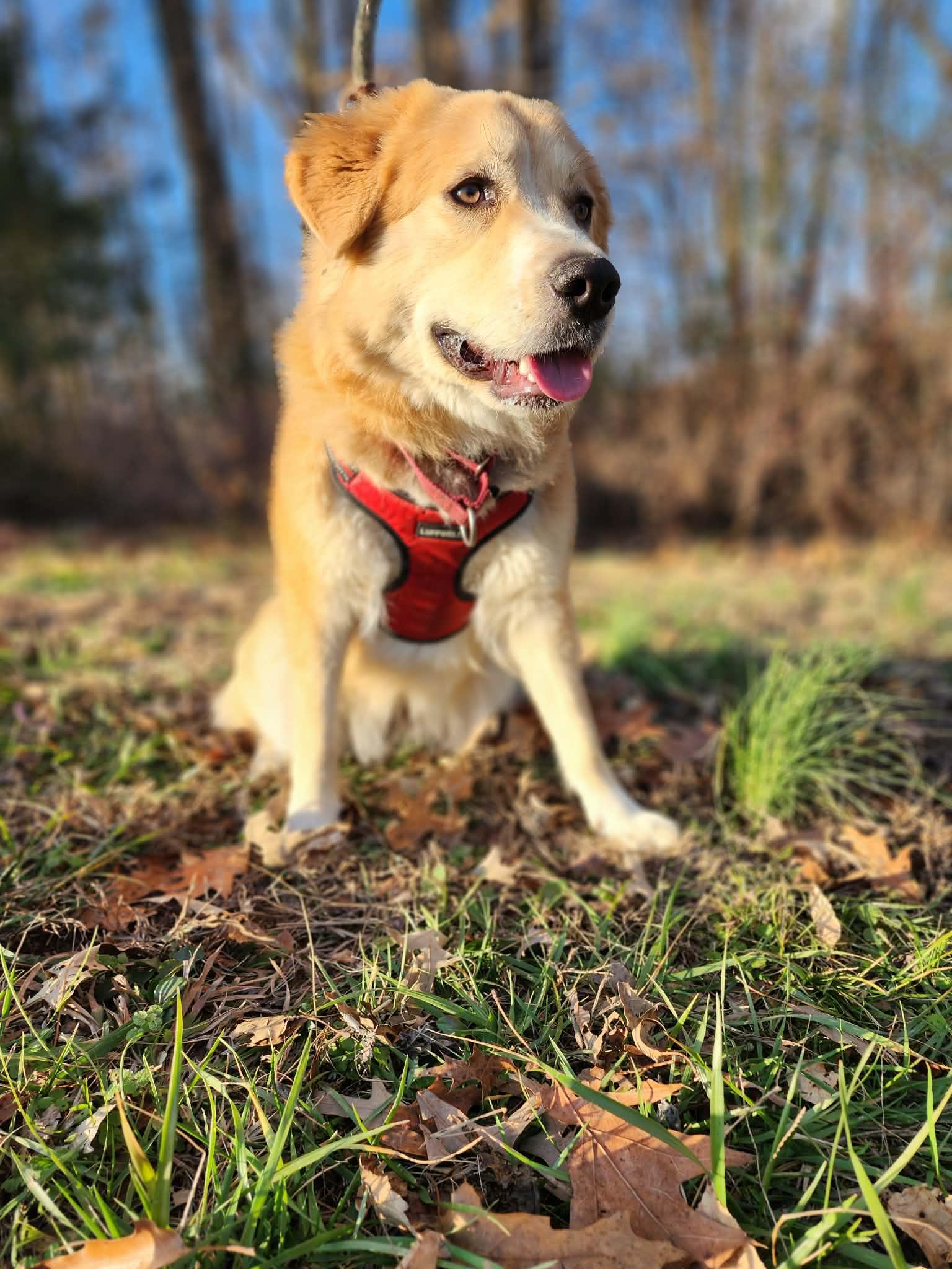 Enlarge Holly, a ADOPTABLE mixed breed in Centerville, TN image 2/5