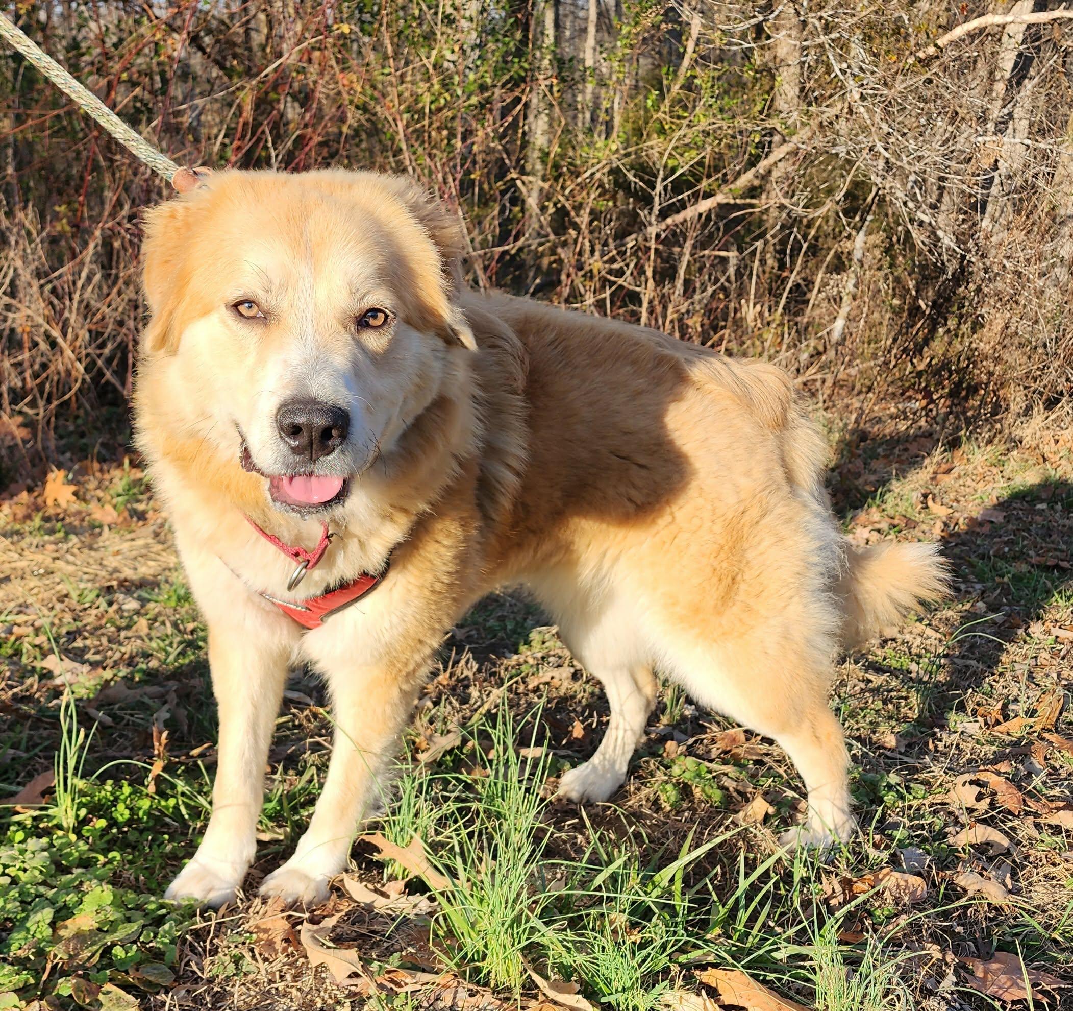 Holly, ADOPTABLE, Young Female Great Pyrenees & Golden Retriever.