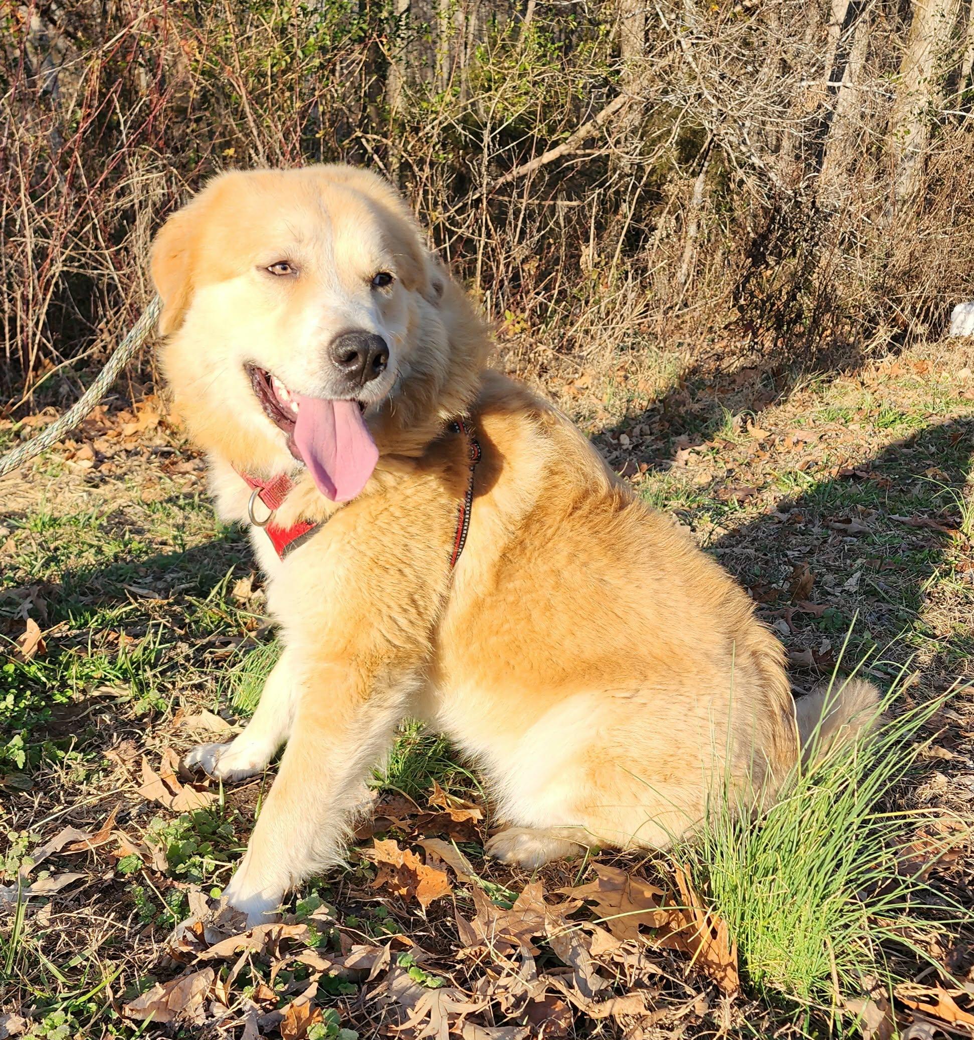Enlarge Holly, a ADOPTABLE mixed breed in Centerville, TN image 3/5