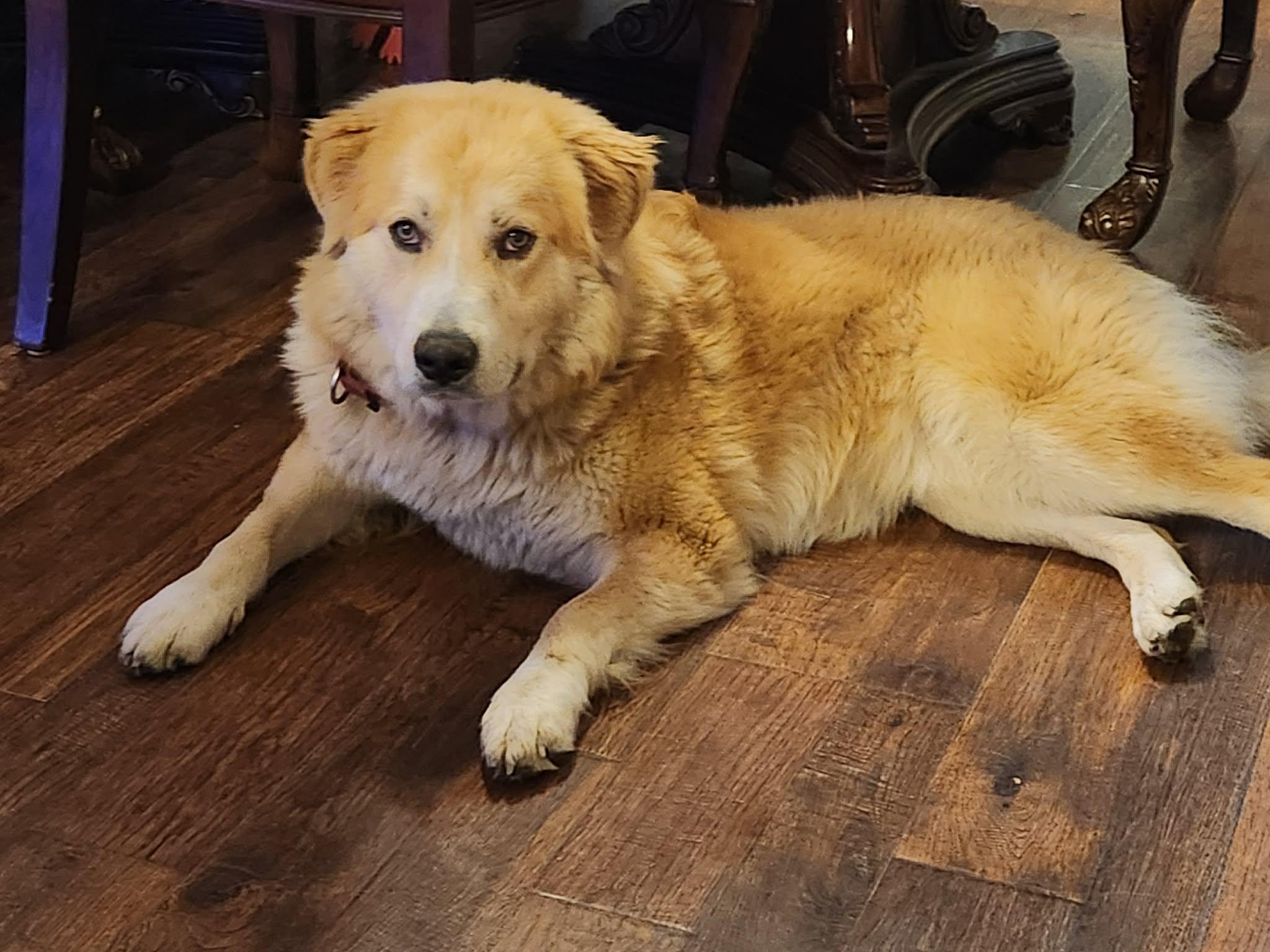 Enlarge Holly, a ADOPTABLE mixed breed in Centerville, TN image 4/5