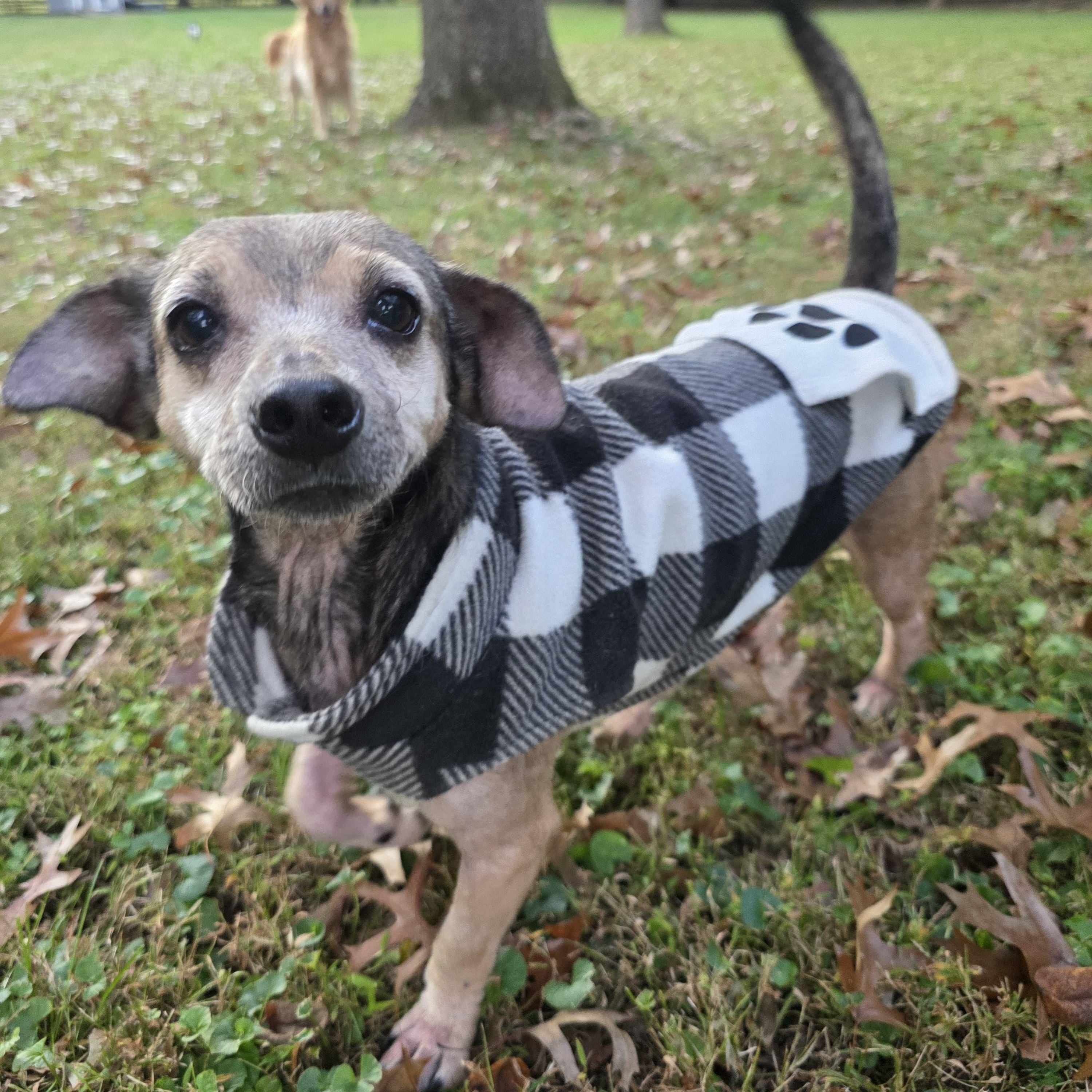 Pely, Adoptable, Adult Female Dachshund & Chihuahua.
