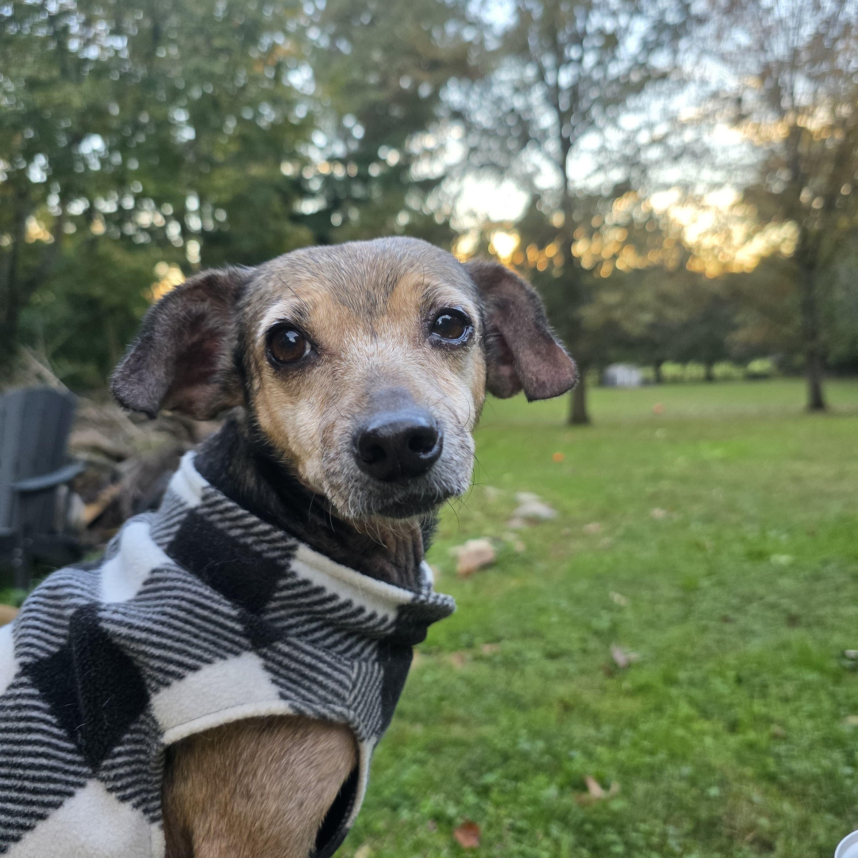 Enlarge Pely, a Adoptable mixed breed in Baldwin, MD image 2/6