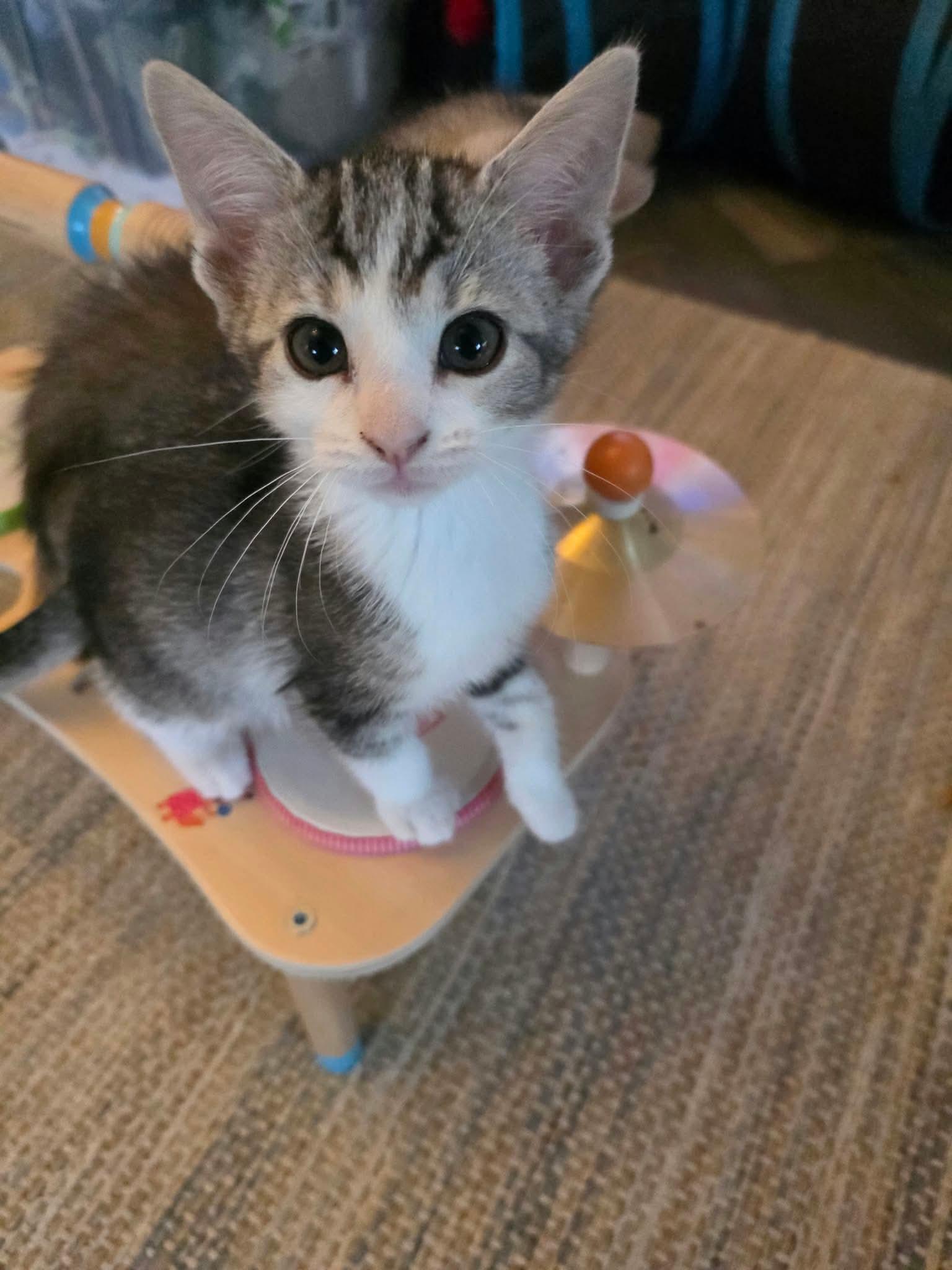 Enlarge Fred - Sweet and affectionate kitten, a Adopted Domestic Short Hair in Hales Corners, WI image 4/6