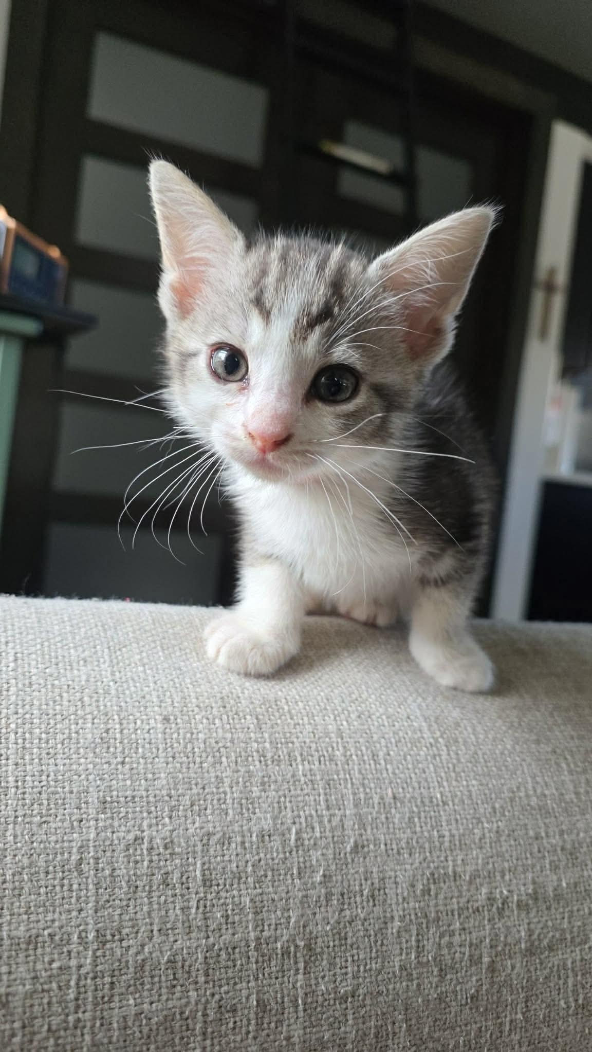 Enlarge Fred - Sweet and affectionate kitten, a Adopted Domestic Short Hair in Hales Corners, WI image 6/6