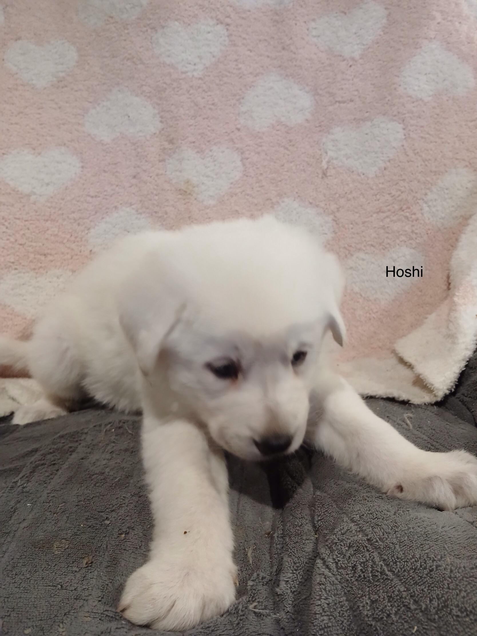 Hoshi, ADOPTABLE, Puppy Female German Shepherd Dog & Great Pyrenees.