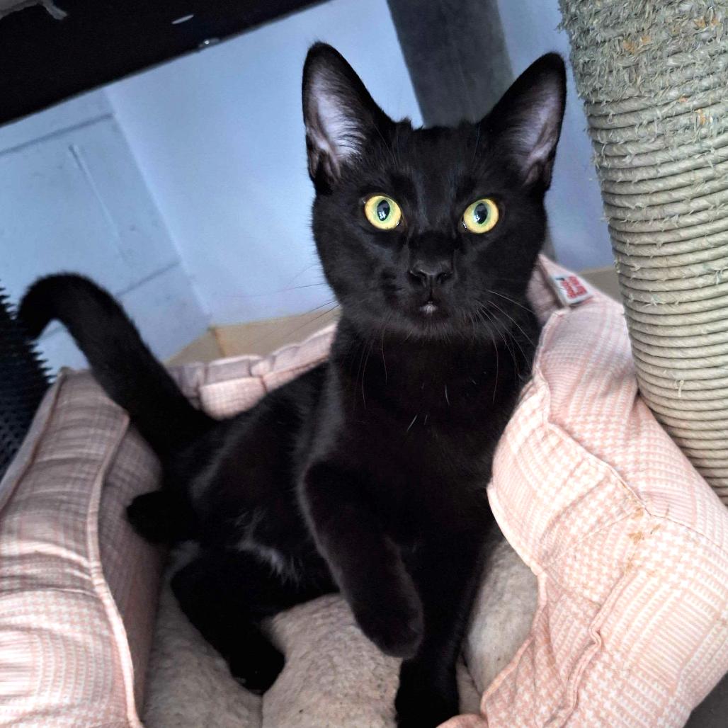 Darth Tater, Adoptable, Young Male Domestic Short Hair.