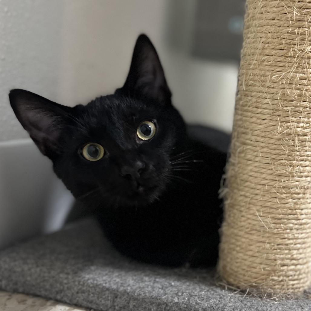 Darth Tater, Adoptable, Young Male Domestic Short Hair.