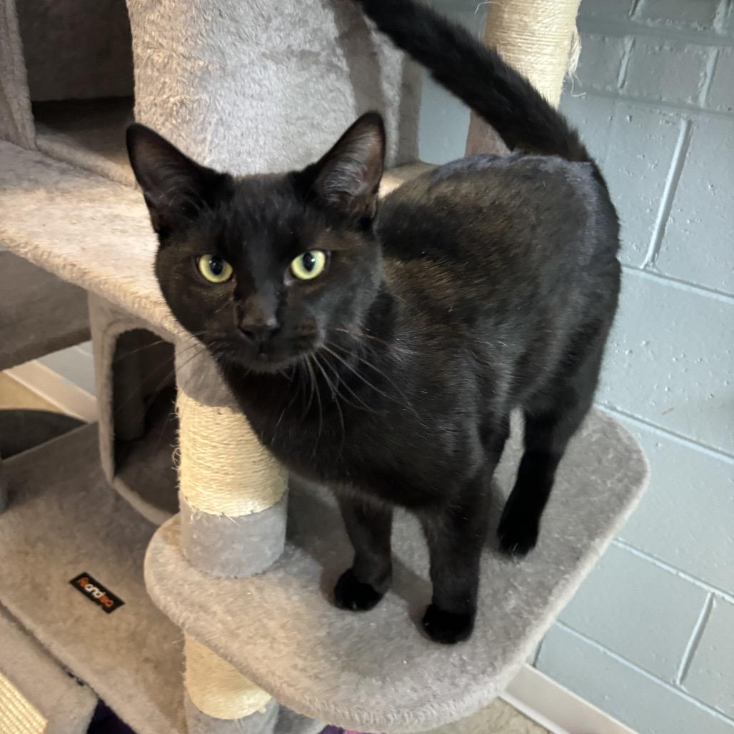 Enlarge Darth Tater, a Adoptable Domestic Short Hair in Simpsonville, SC image 2/6