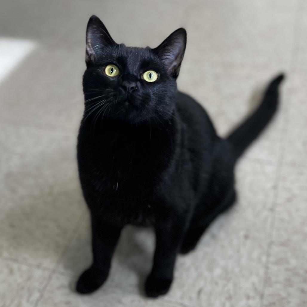 Enlarge Darth Tater, a Adoptable Domestic Short Hair in Simpsonville, SC image 1/6