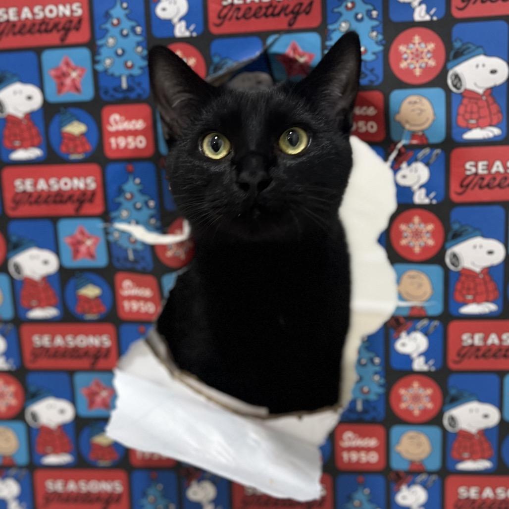 Darth Tater, Adoptable, Young Male Domestic Short Hair.