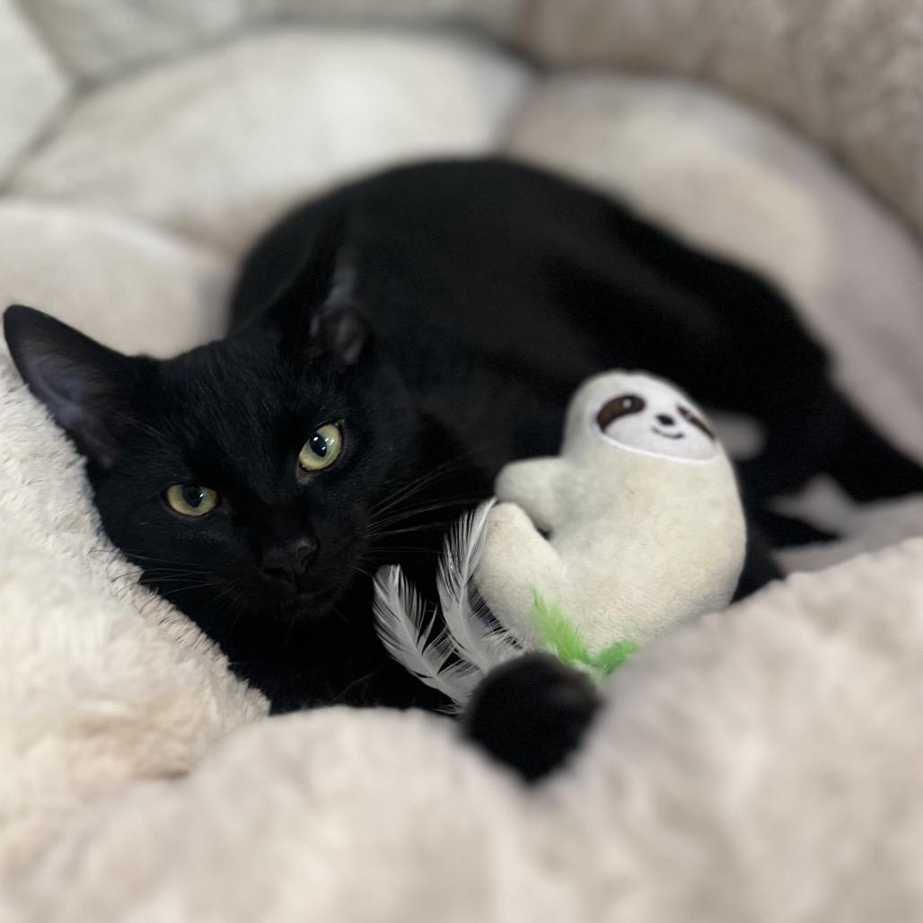 Darth Tater, Adoptable, Young Male Domestic Short Hair.