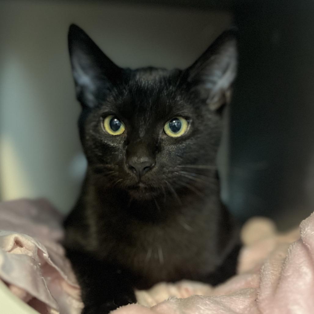 Enlarge Darth Tater, a Adoptable Domestic Short Hair in Simpsonville, SC image 4/6