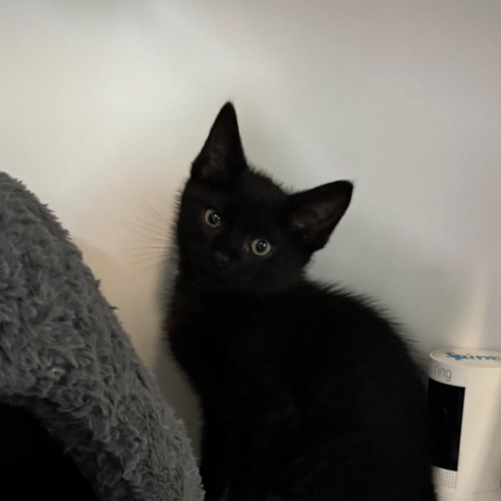 Darth Tater, a Adoptable Domestic Short Hair in Simpsonville, SC image 3/6