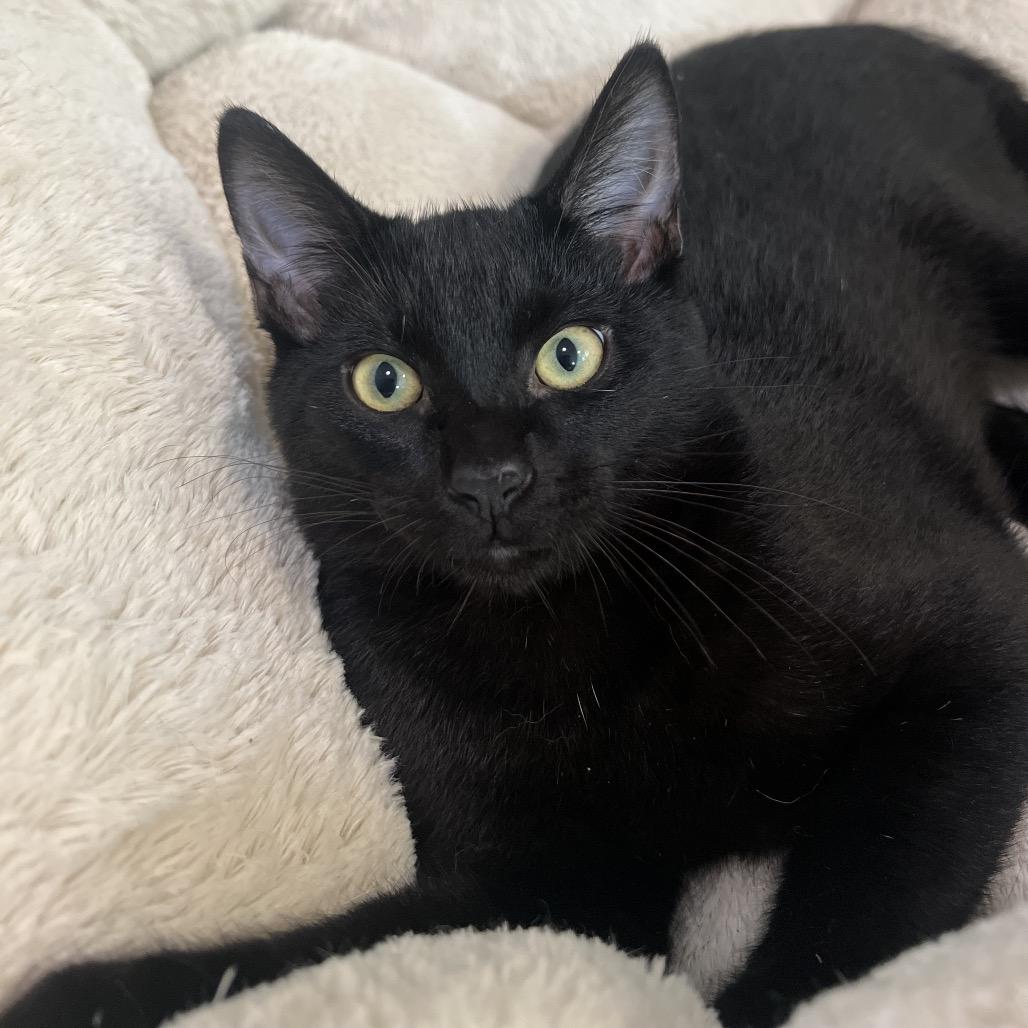 Darth Tater, a Adoptable Domestic Short Hair in Simpsonville, SC image 4/6