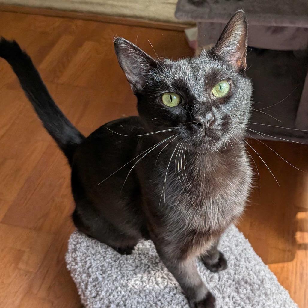 Darth Tater, a Adoptable Domestic Short Hair in Simpsonville, SC image 3/3