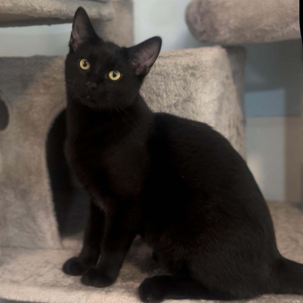 Darth Tater, a Adoptable Domestic Short Hair in Simpsonville, SC image 5/6