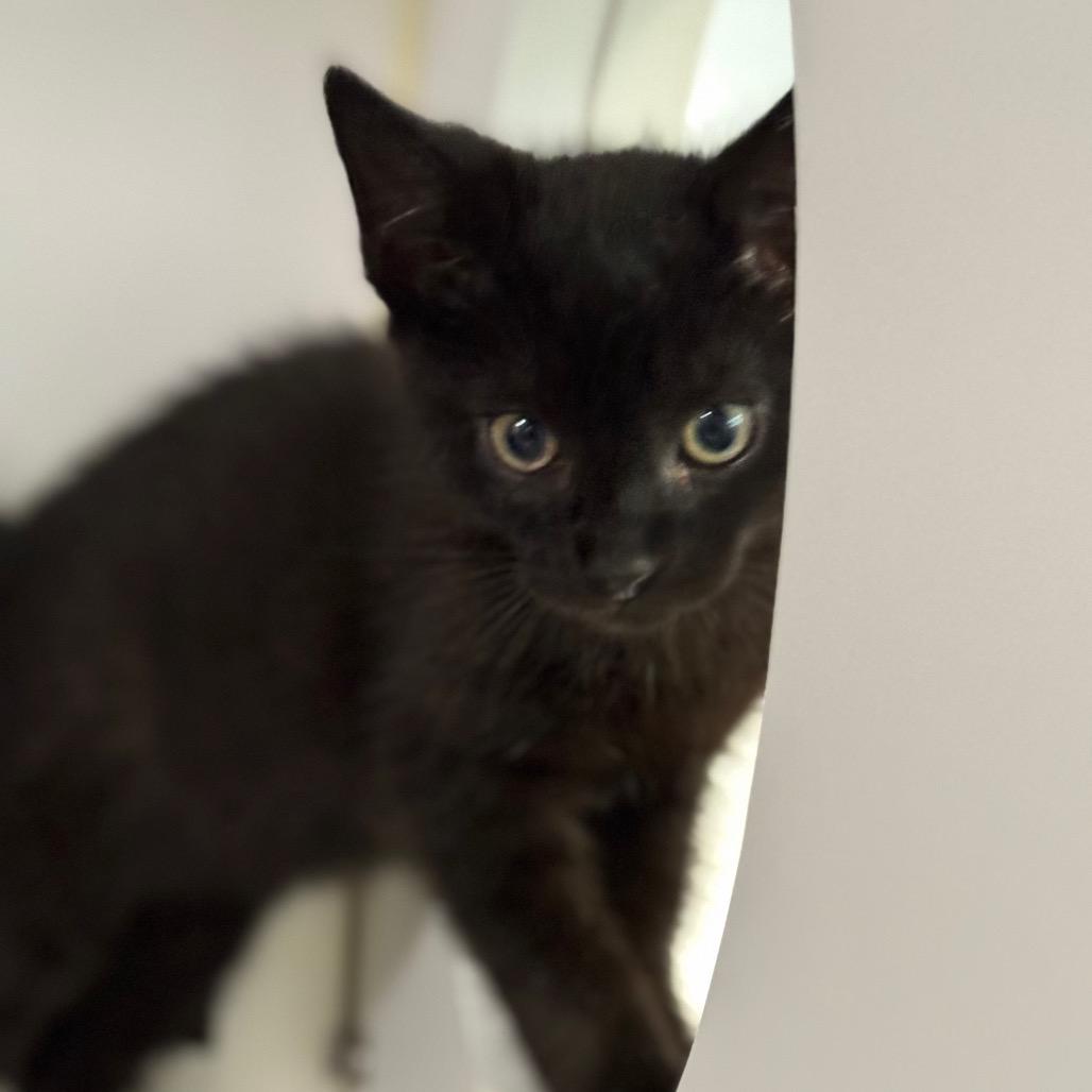 Darth Tater, a Adoptable Domestic Short Hair in Simpsonville, SC image 6/6