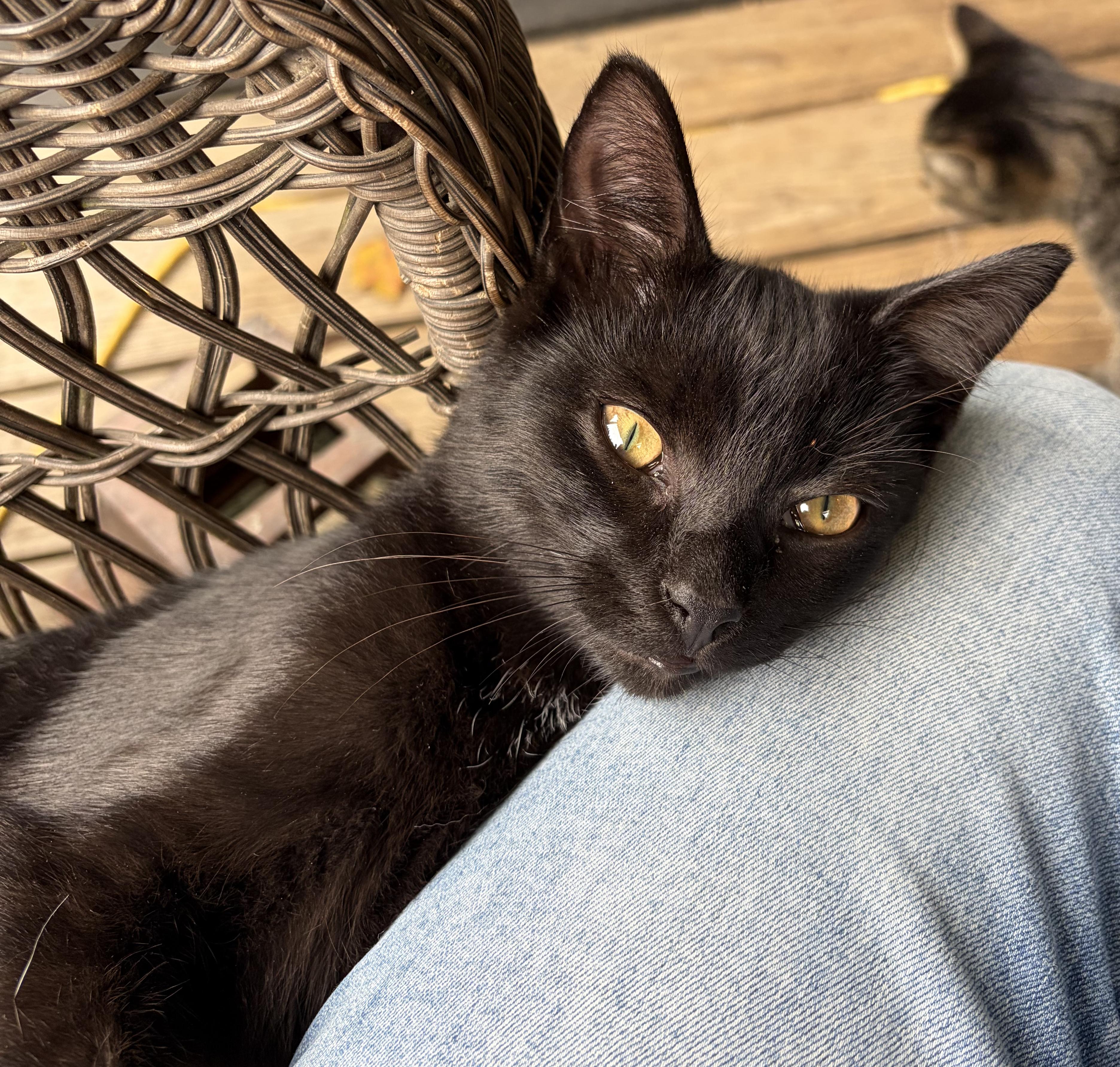 Kona, Adoptable, Kitten Male Domestic Short Hair.