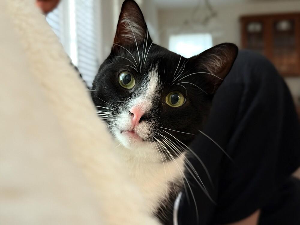 Ronan, Adoptable, Adult Male Domestic Short Hair.