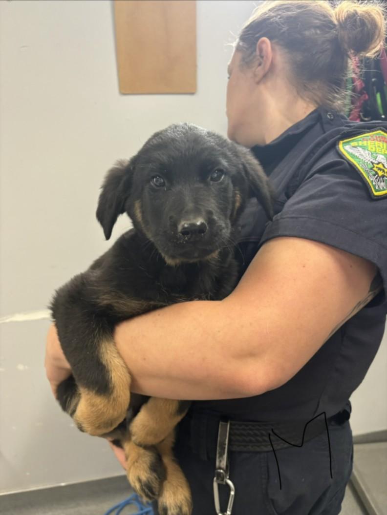 TEDDY, Adoptable, Adult Male Labrador Retriever & German Shepherd Dog.