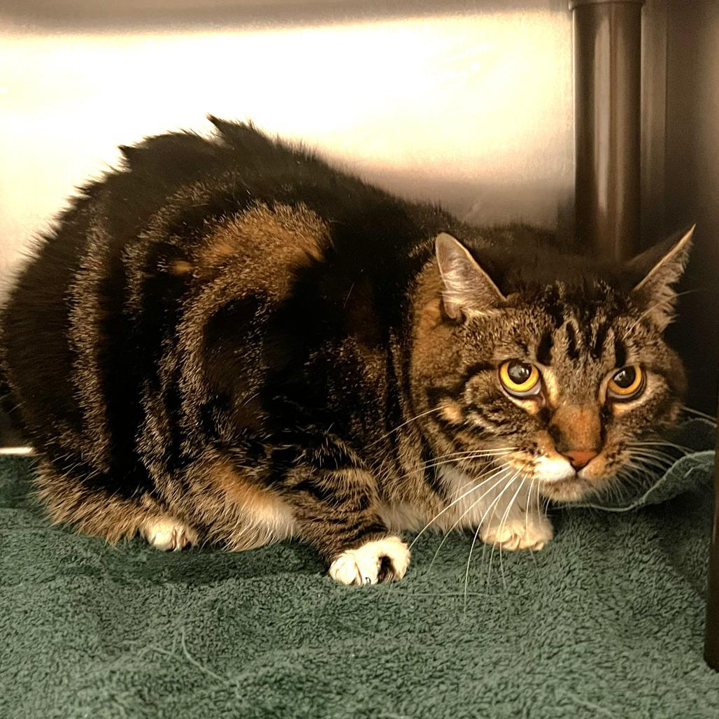 Olivia, Adoptable, Adult Female Domestic Short Hair.