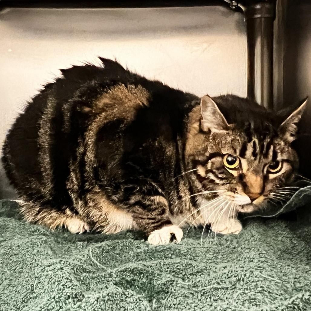 Enlarge Olivia, a Adoptable Domestic Short Hair in Warrensburg, MO image 2/2