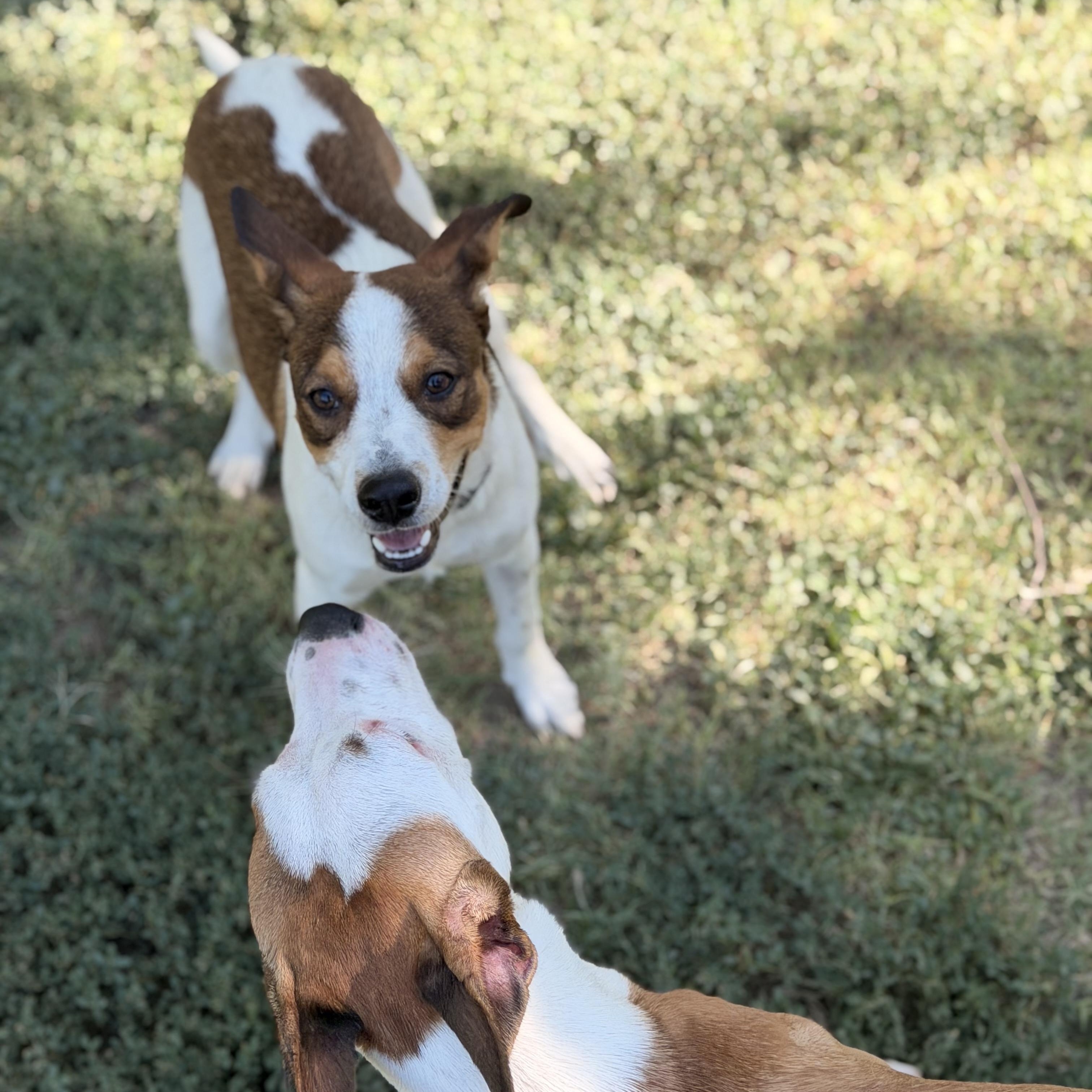 Weenie, a ADOPTABLE mixed breed in Marfa, TX image 5/6