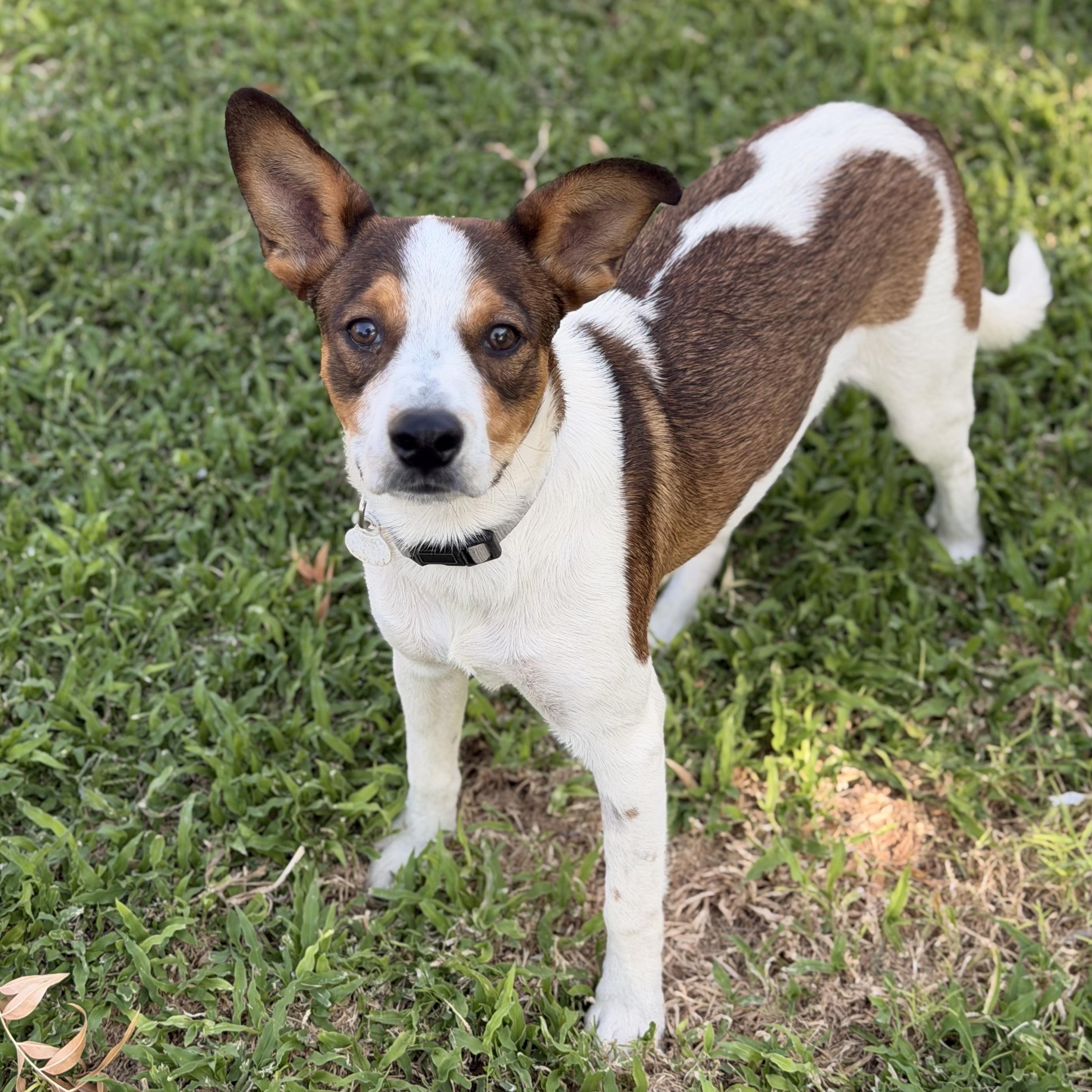 Weenie, a ADOPTABLE mixed breed in Marfa, TX image 4/6