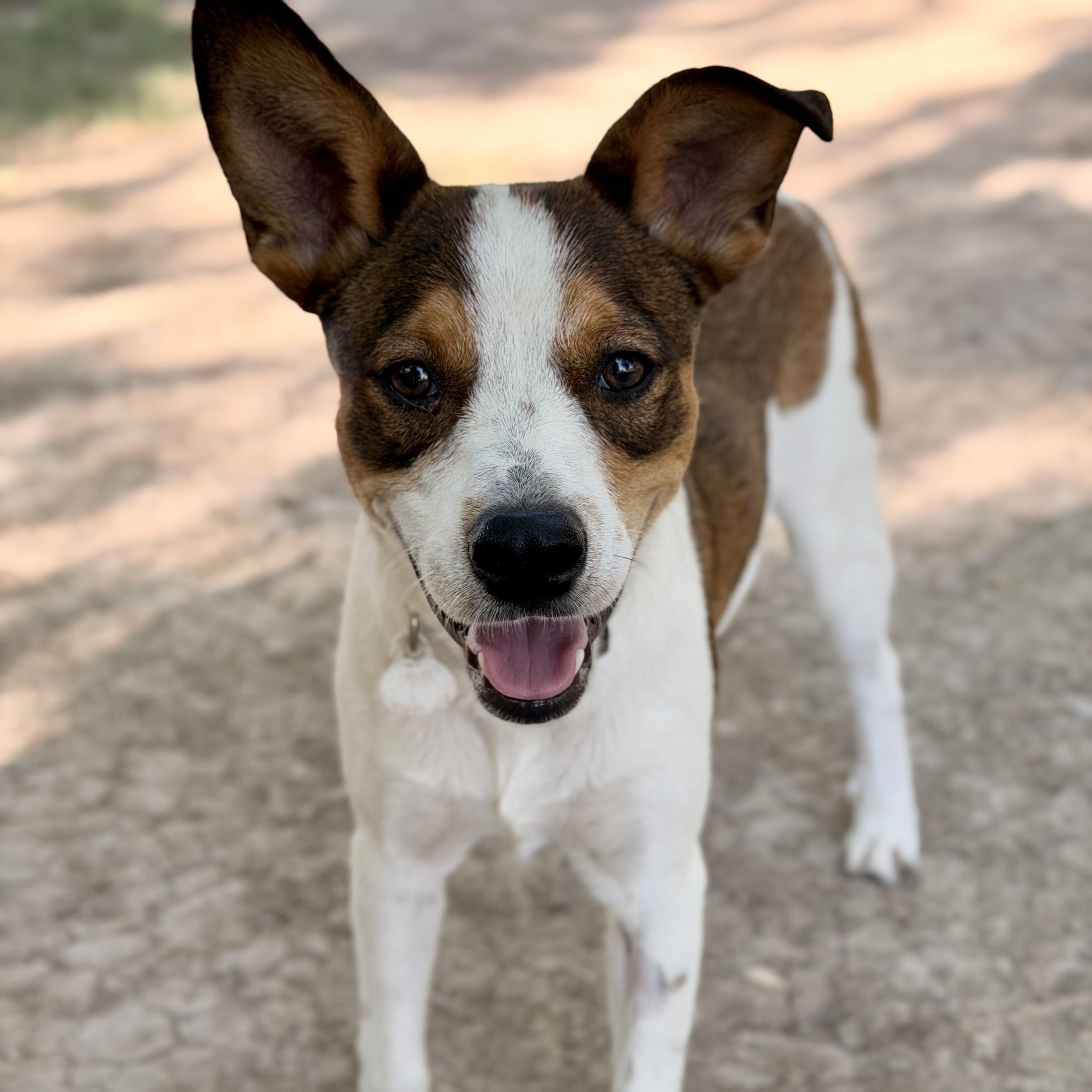 Weenie, a ADOPTABLE mixed breed in Marfa, TX image 6/6