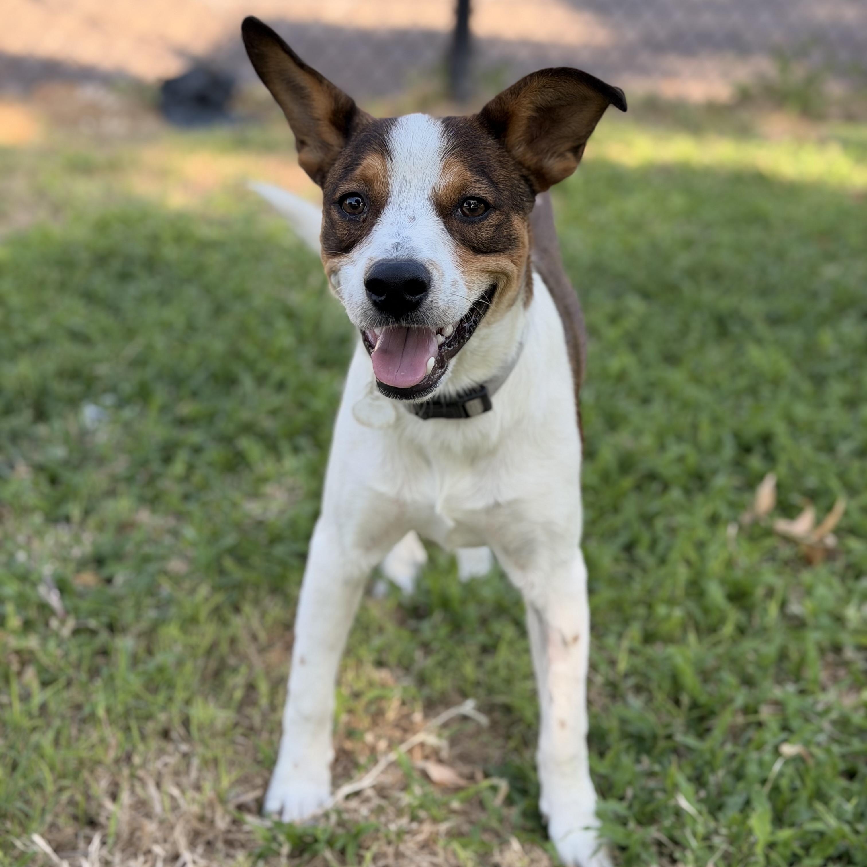 Weenie, a ADOPTABLE mixed breed in Marfa, TX image 3/6