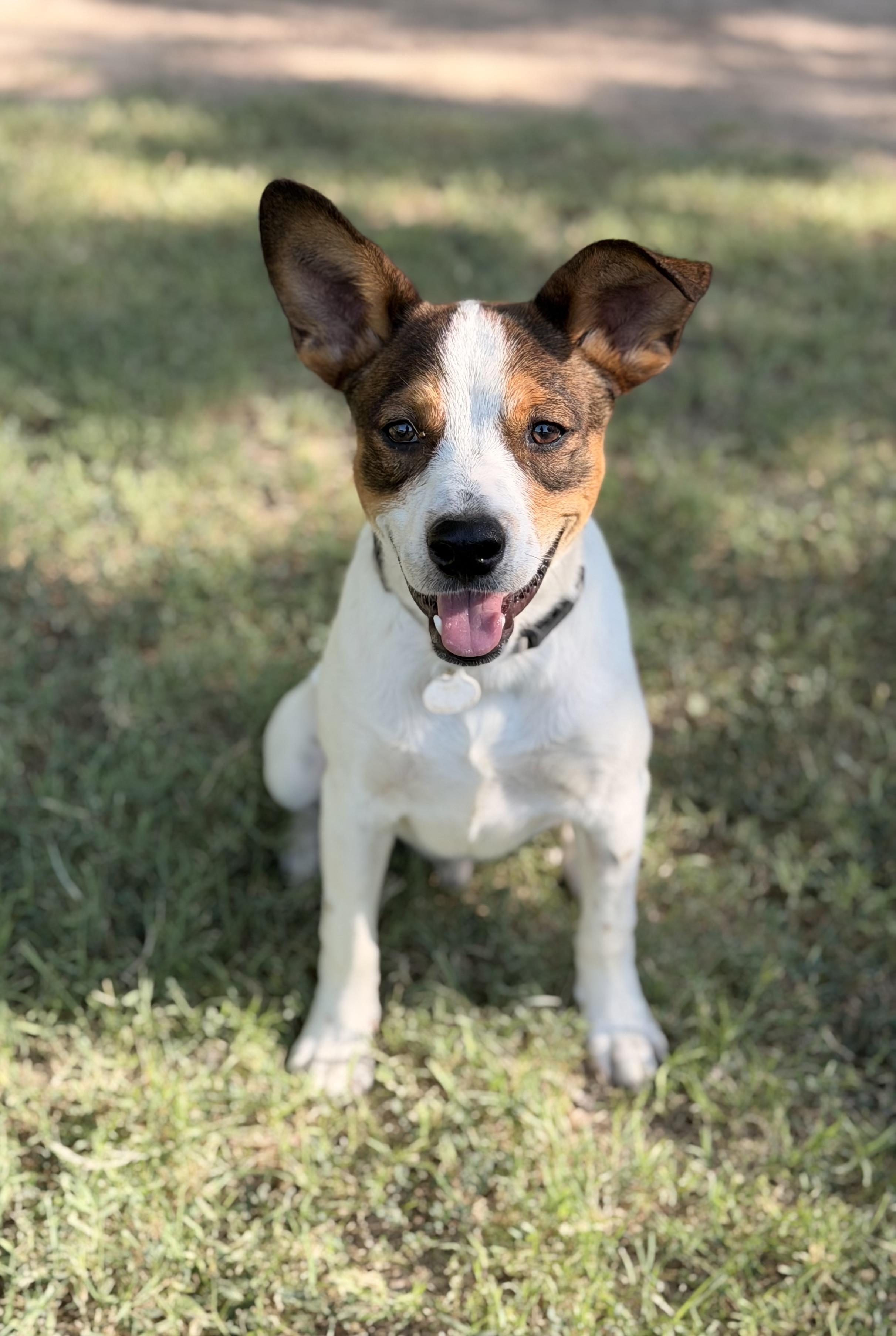 Weenie, a ADOPTABLE mixed breed in Marfa, TX image 1/6