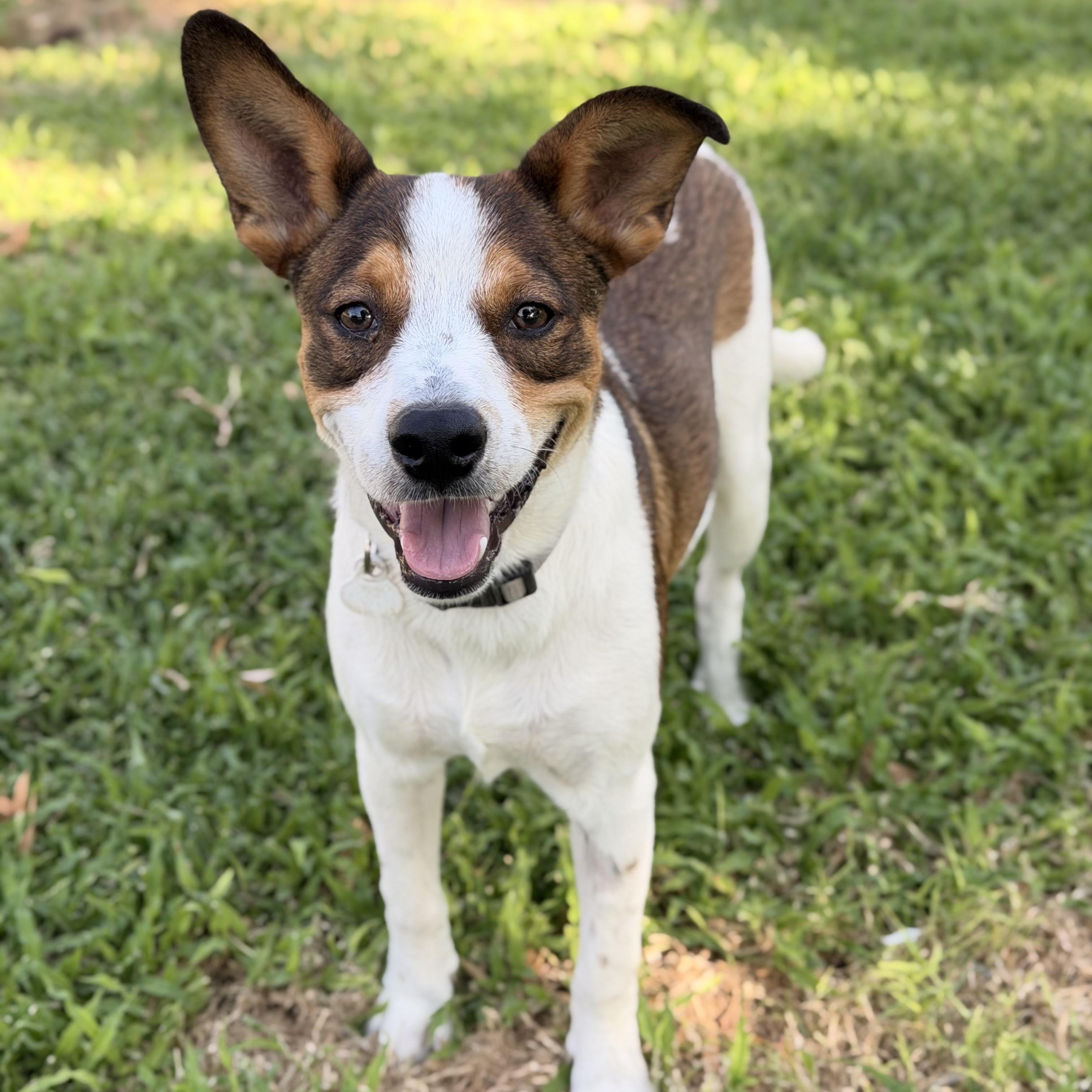 Weenie, a ADOPTABLE mixed breed in Marfa, TX image 2/6