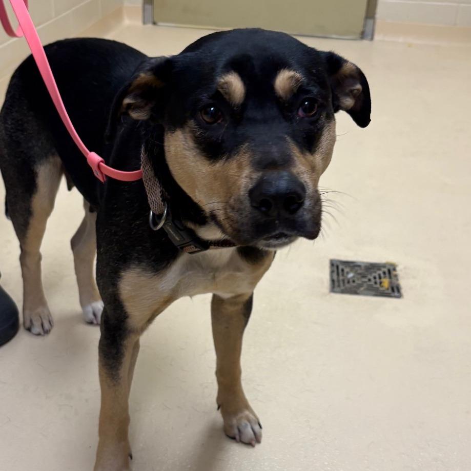 Enlarge Jerri, a Adoptable Mixed Breed in Winston-Salem, NC image 1/2