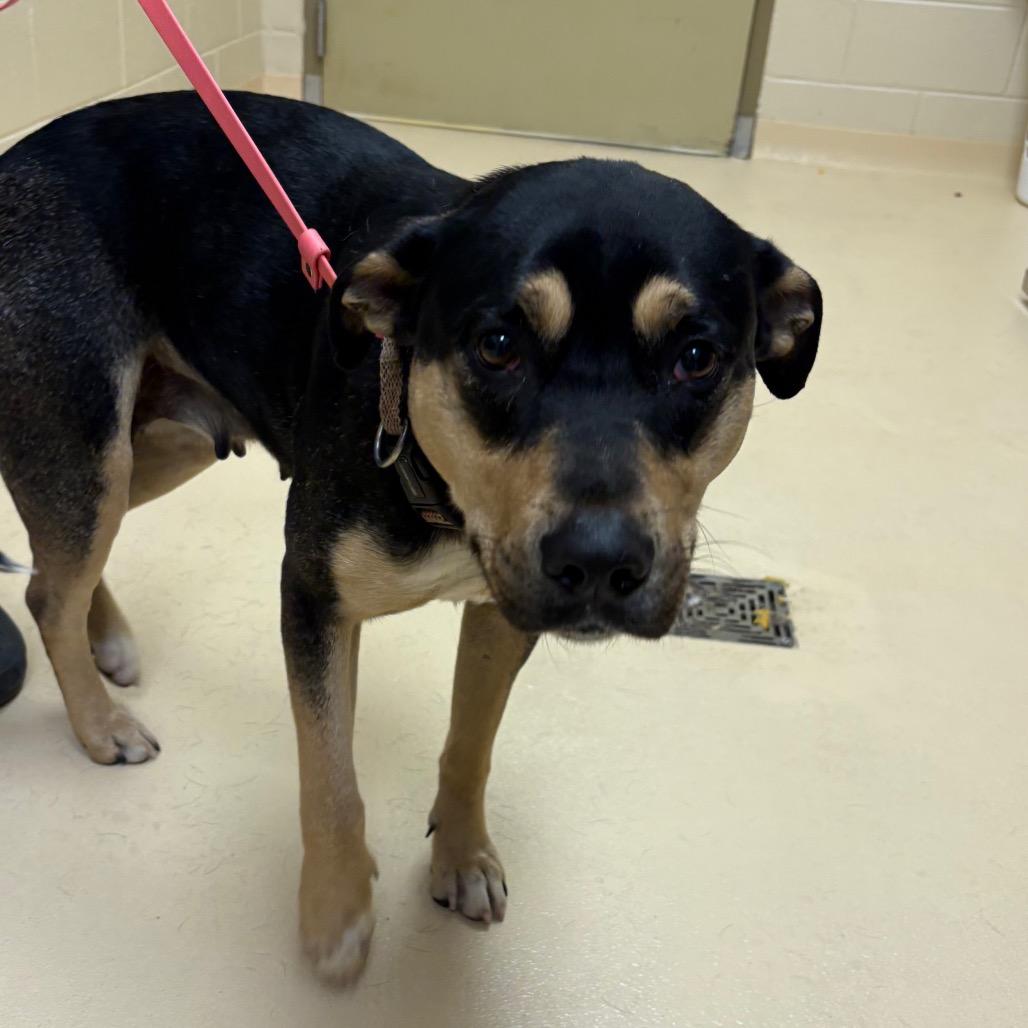 Enlarge Jerri, a Adoptable Mixed Breed in Winston-Salem, NC image 2/2