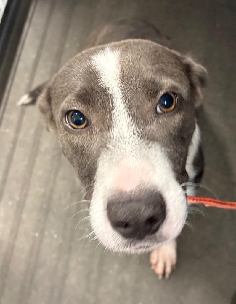 Tonya, Adoptable, Young Female Mixed Breed.