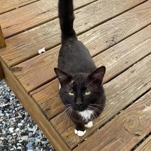 Thomas, a Adoptable mixed breed in Chuckey, TN image 1/2