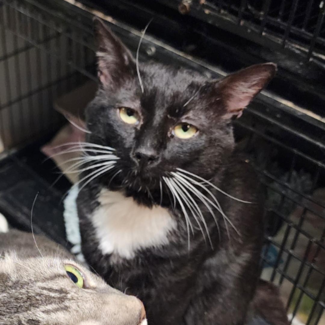 Thomas, a Adoptable mixed breed in Chuckey, TN image 2/2