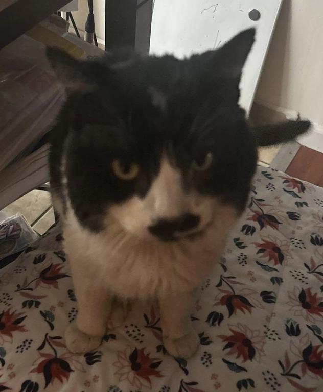 Winnie, a Adoptable mixed breed in Beverly Hills, CA image 1/4