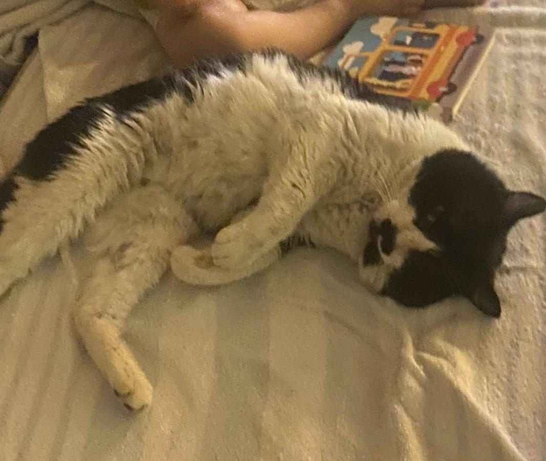 Winnie, a Adoptable mixed breed in Beverly Hills, CA image 2/4