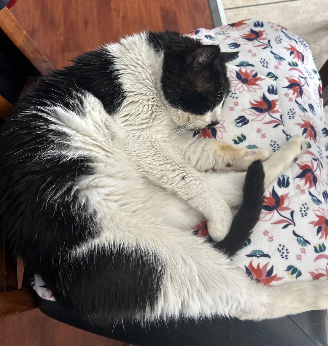 Winnie, a Adoptable mixed breed in Beverly Hills, CA image 3/4